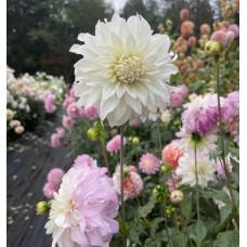 Pink Petticoat